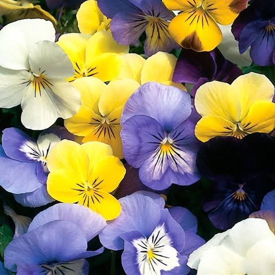  زیباترین عکس گل بنفش