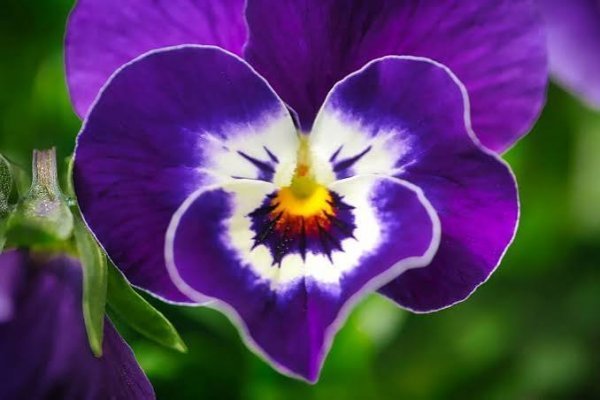  عکس گل بنفشه