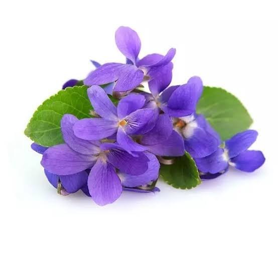  عکس گل بنفشه