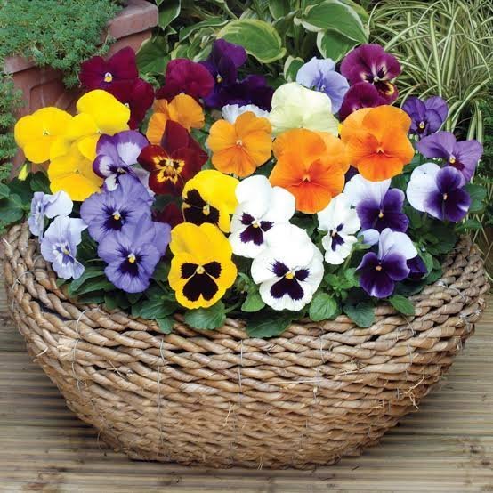  عکس گل بنفشه