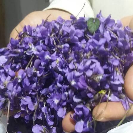  عکس گل بنفشه