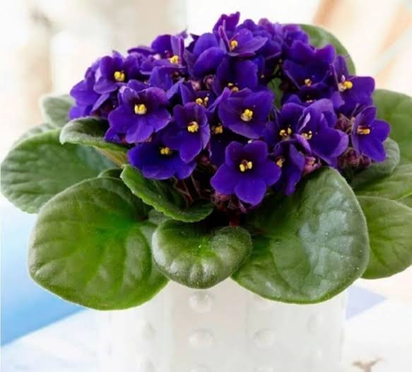  عکس گل بنفشه