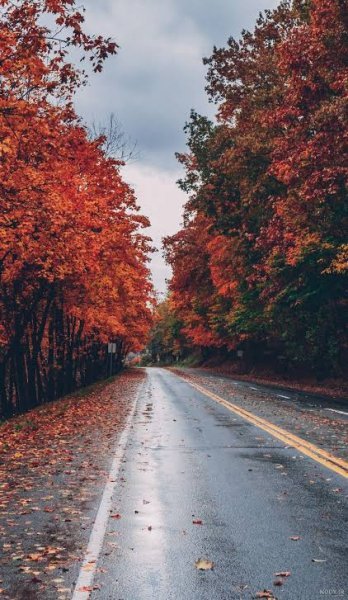  عکس جاده مه‌آلود برای تصویر زمینه
