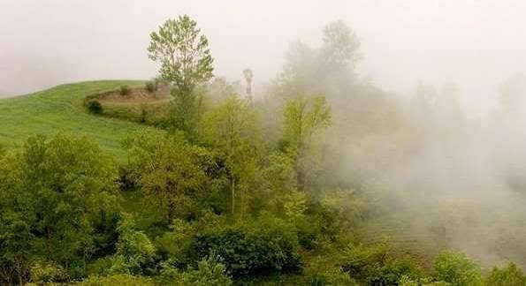  عکس جنگل مه آلود شمال