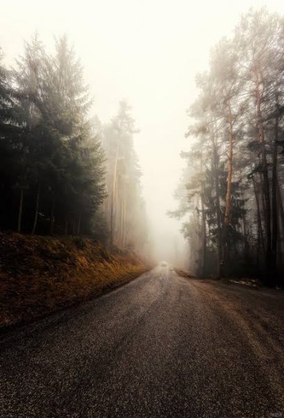  عکس جنگل مه آلود شمال