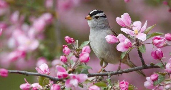  عکس پرندگان زیبا روی شاخه درخت