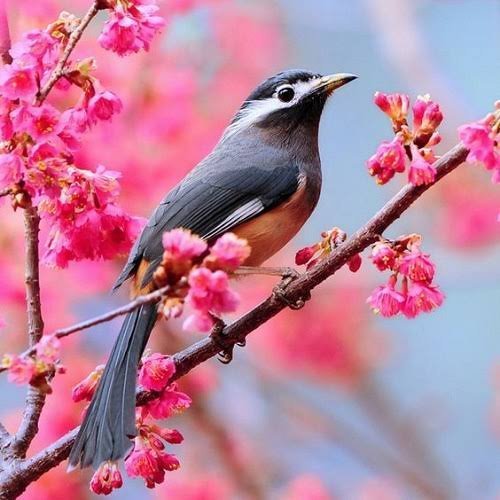  عکس پرندگان زیبا روی شاخه درخت