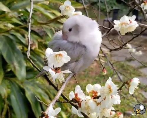  عکس پرندگان زیبا روی شاخه درخت