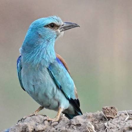  عکس بلبل رنگی