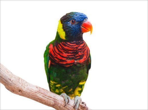  عکس بلبل رنگی