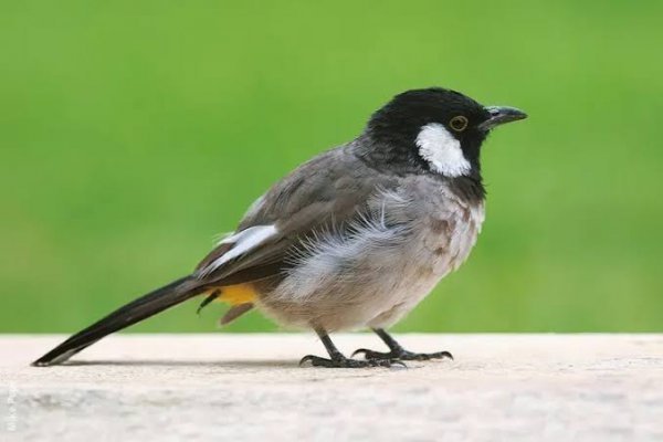  عکس بلبل رنگی