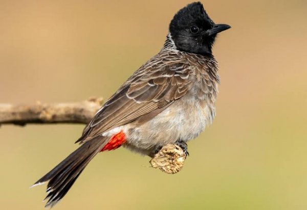  عکس بلبل خانگی