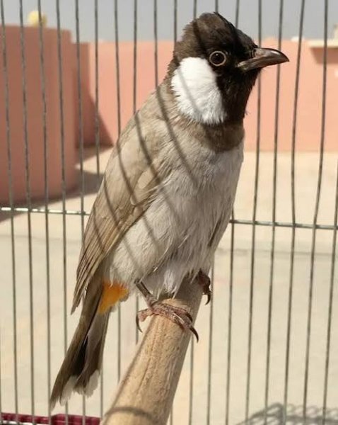  عکس بلبل خانگی