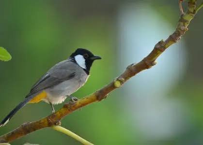  عکس بلبل خانگی