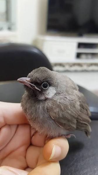  عکس بلبل خانگی