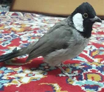  عکس بلبل خانگی