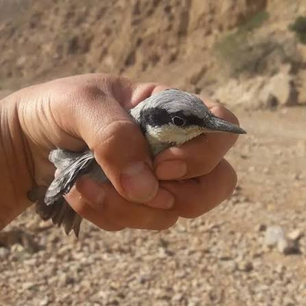  عکس بلبل کوهی