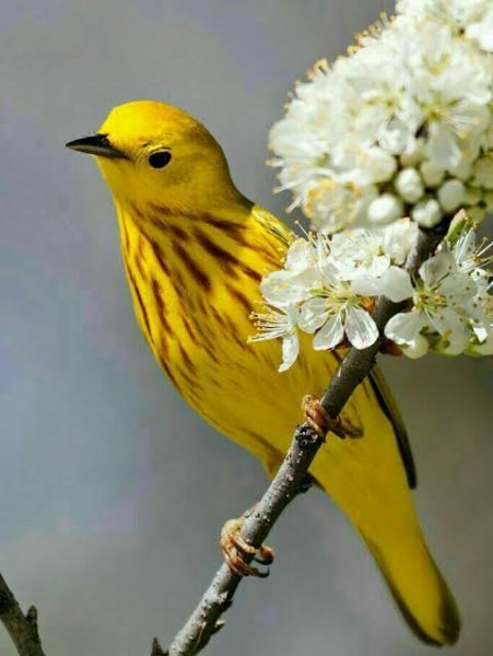  عکس بلبل زرد