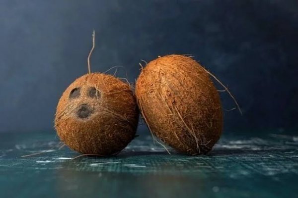  عکس نارگیل برای پروفایل