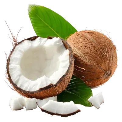  عکس نارگیل کیوت