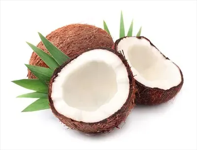  عکس نارگیل کیوت