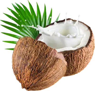  عکس نارگیل کیوت