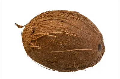  عکس نارگیل کیوت