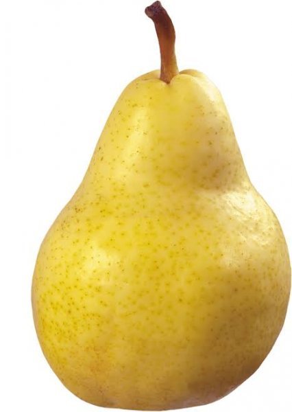  عکس گلابی