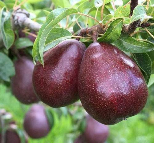  عکس گلابی