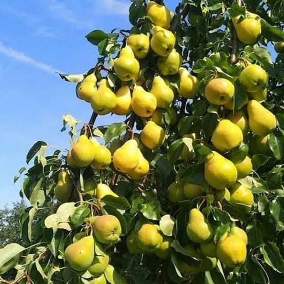  عکس گلابی