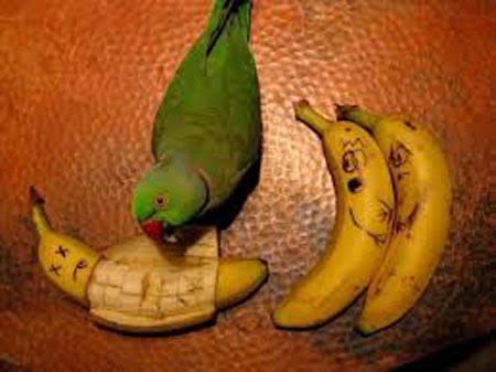 عکس موز خنده دار