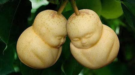  عکس گلابی خنده دار