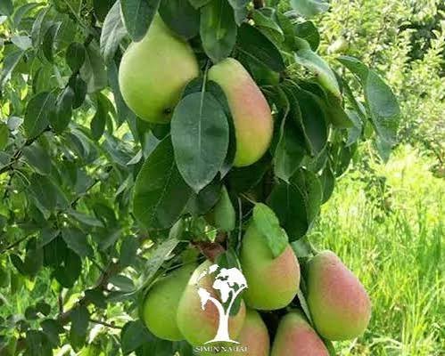  انواع گلابی با عکس