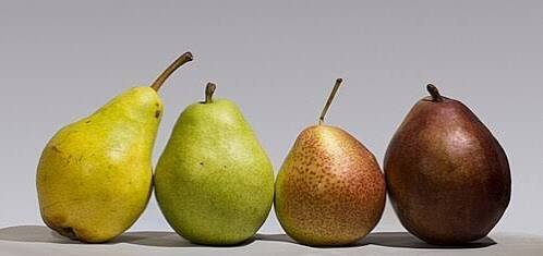  انواع گلابی با عکس