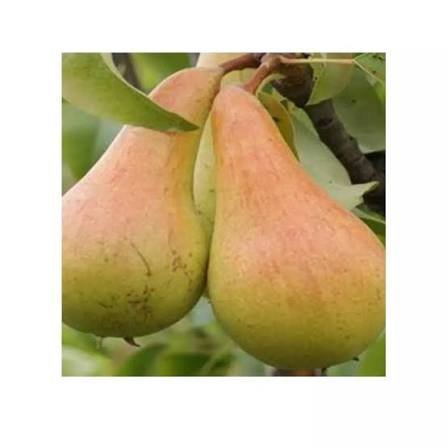 انواع گلابی با عکس