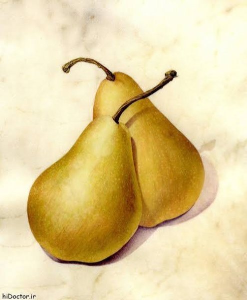  انواع گلابی با عکس