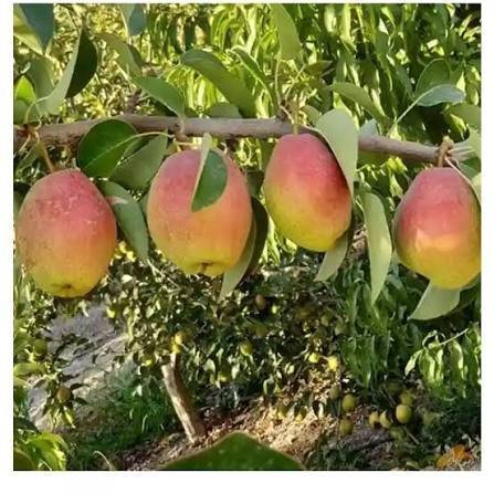  انواع گلابی با عکس