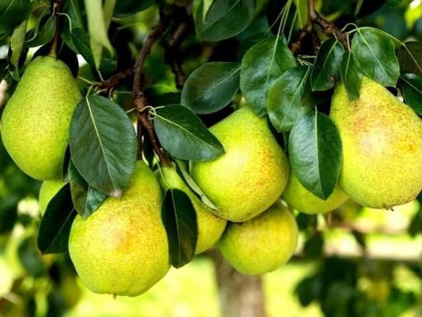  انواع گلابی با عکس