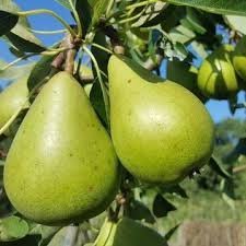  انواع گلابی با عکس