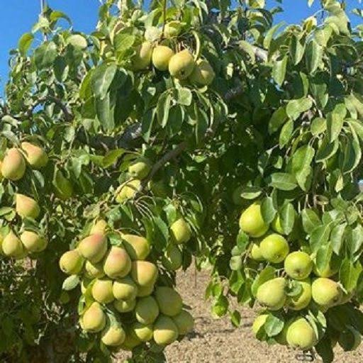  انواع گلابی با عکس