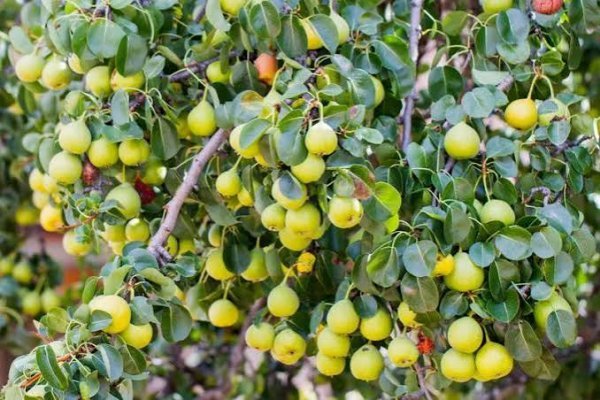  انواع گلابی با عکس