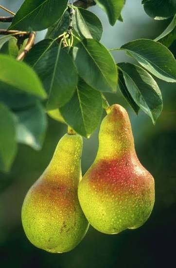  انواع گلابی با عکس