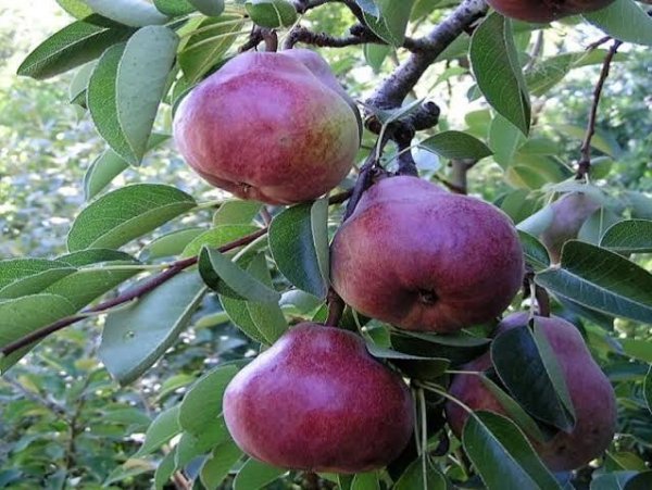  انواع گلابی با عکس
