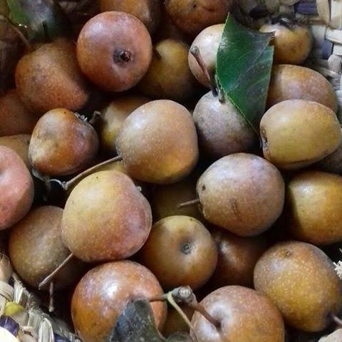  انواع گلابی با عکس