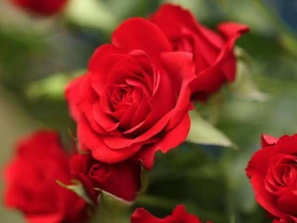 عکس گل‌های رز با کیفیت بالا