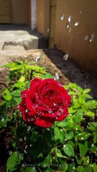  عکس گل‌های رز با کیفیت بالا