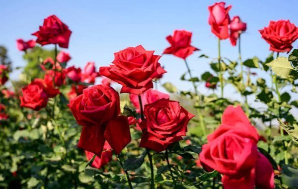  عکس گل‌های رز با کیفیت بالا