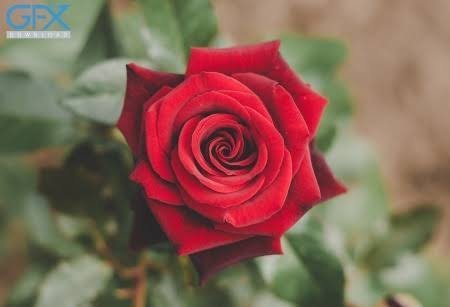  عکس گل‌های رز با کیفیت بالا