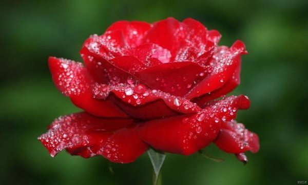  عکس گل‌های رز با کیفیت بالا