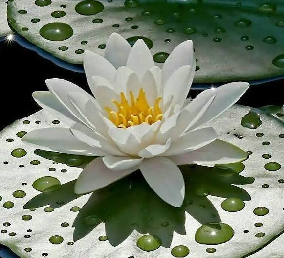  عکس نیلوفر آبی برای پس زمینه